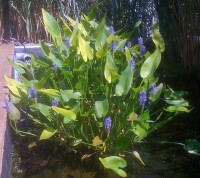 Pontederia
